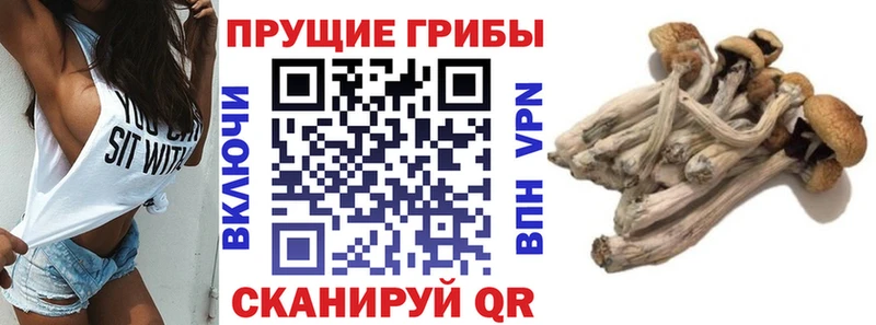 Галлюциногенные грибы ЛСД  Суздаль 