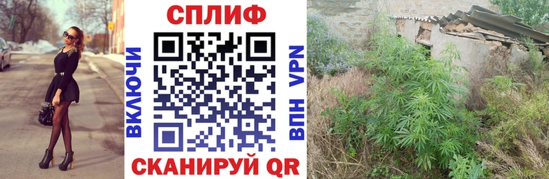 Марихуана гибрид  Суздаль 